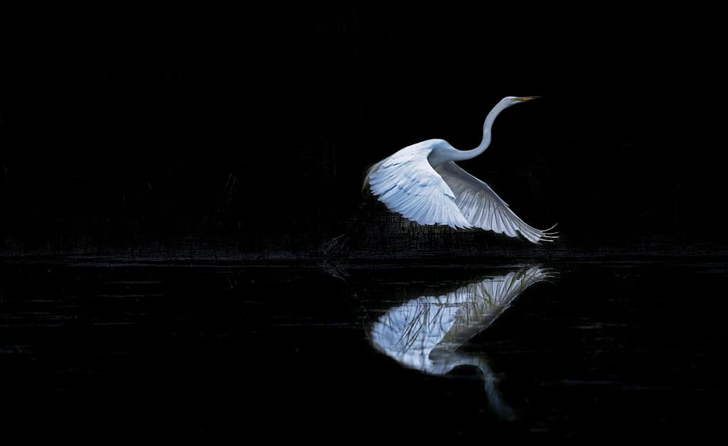 Alzarsi in volo